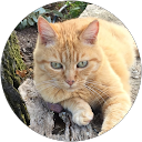 Courtier à Chateaubourg 4 Bertrand GUYOT profile picture